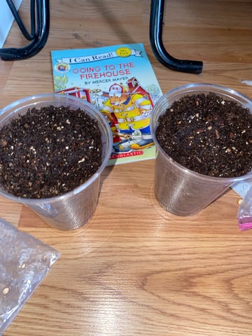 My First Grow — germination, day 2
