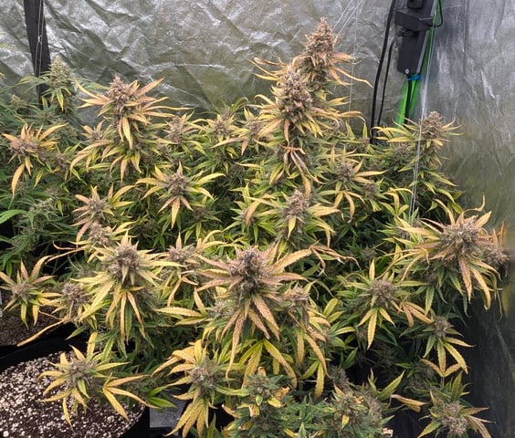 Strawberry Cheesecake Seedsman Seeds Autoflowers x2 — flower, day 108