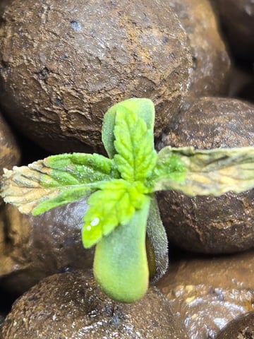 STELLA — seedling_rooting, day 23