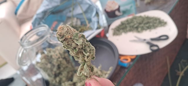 1st grow (green house)(natural) — flower, day 141