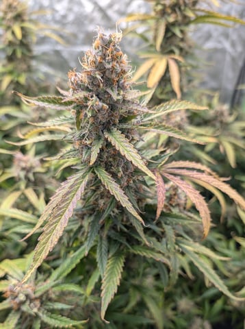 Strawberry Cheesecake Seedsman Seeds Autoflowers x2 — flower, day 104