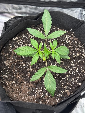 wedding cake auto FIRST GROW! — vegetative, day 17