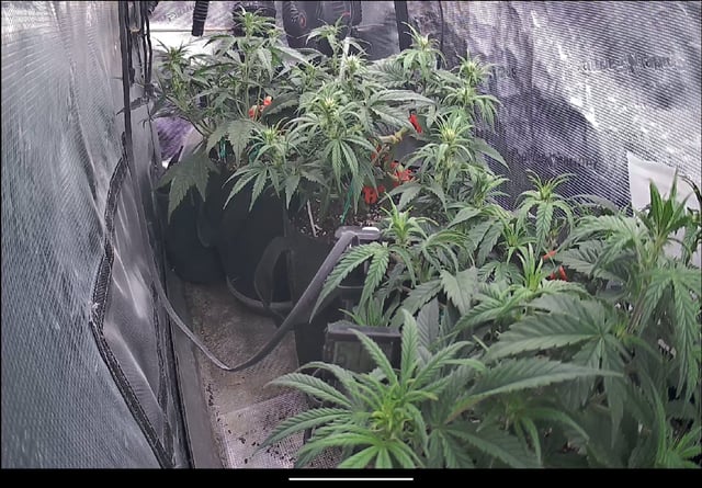 Homemade Seeds  — vegetative, day 49