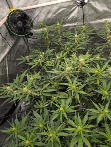 Grow #4 — flower, day 46