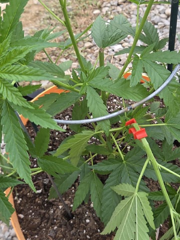 Outdoors L.S.D and Cinderalla 99  — grow_setup, day 1