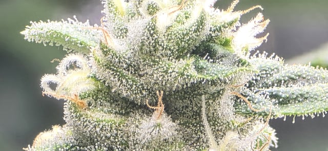 strawberry guava bx — flower, day 17