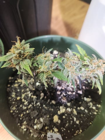 Mephisto Schoolyard Crush Grow-Pop tart OG and Apple Crush — flower, day 74