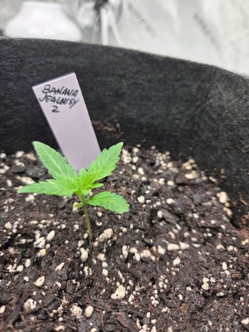 new bee's  — vegetative, day 78