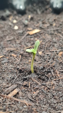Grow — seedling_rooting, day 1