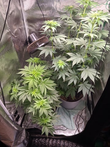 Gorilla Sherbert Feminized From Blimburn Seeds  — flower, day 55