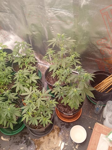 4 Different Kinds Of Autos 