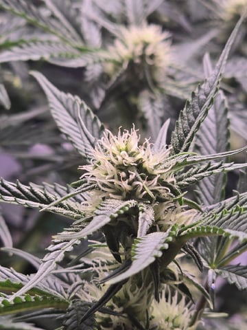 1st Auto Grow (LSD + BrB) - 1st indoor Grow — flower, day 55