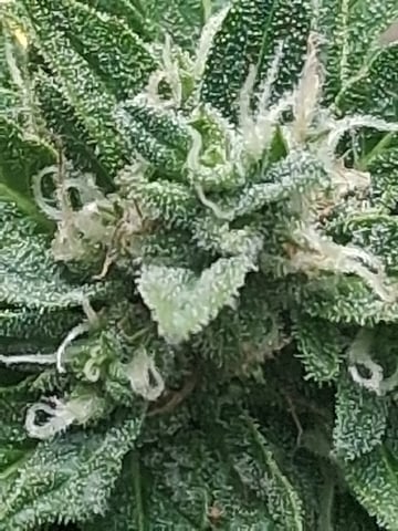First Indoor Grow 