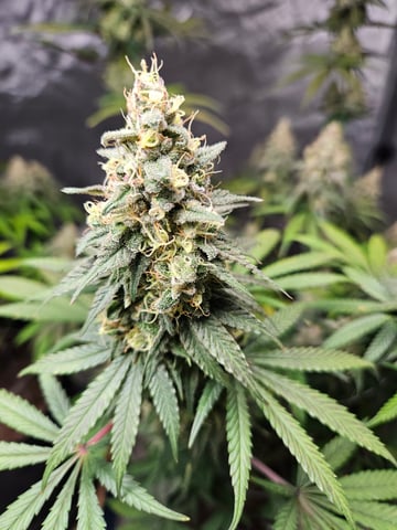 BLACKCHERRY SHERB — flower, day 82