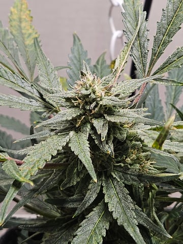 Mango Runtz — flower, day 71