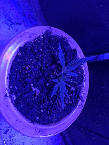 Gelly Mama and Sugar Tree — vegetative, day 52