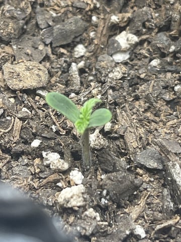 OG White Widow — seedling_rooting, day 9
