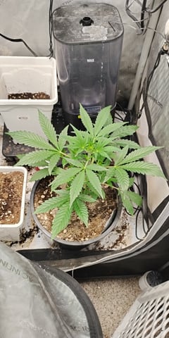 two clones and sour diesel  — vegetative, day 1