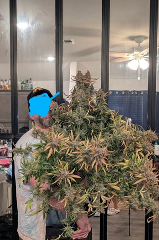 Strawberry Cheesecake Seedsman Seeds Autoflowers x2 — flower, day 108