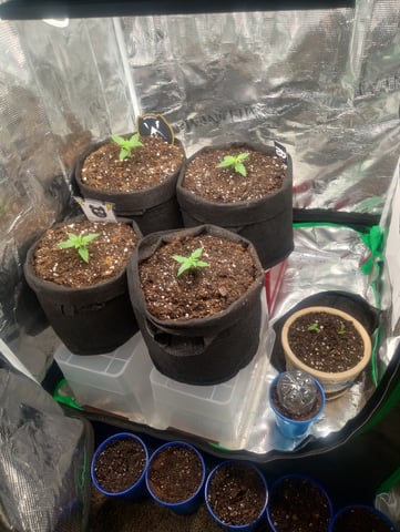  auto mixed pack indoor attempt #1 — seedling_rooting, day 13