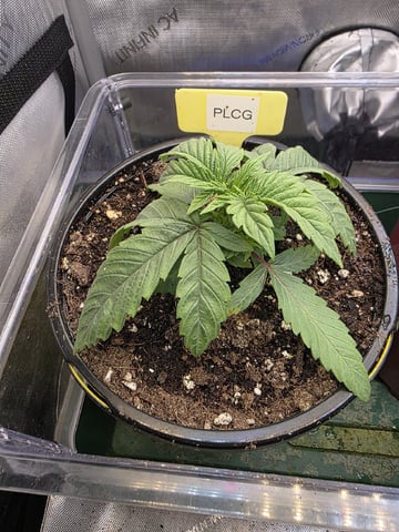 Granny Candy and PLCG — vegetative, day 22