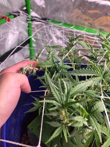 Fastbuds Autoflower Run — flower, day 50