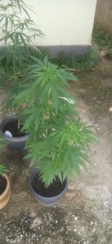 Prentwins — flower, day 109