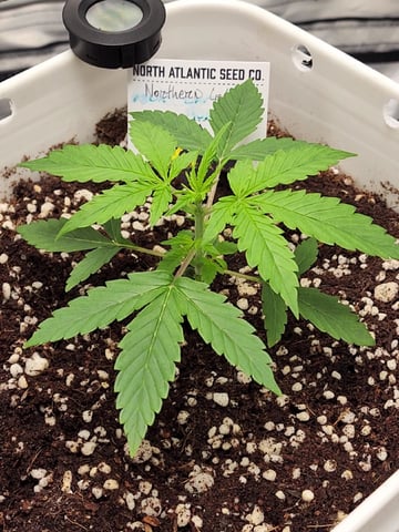 Original Northern Lights — vegetative, day 24