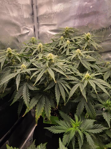 blue dream auto — flower, day 43