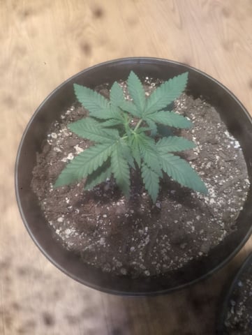 pineapple × super lemon haze — vegetative, day 22
