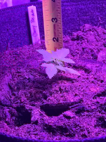 1st Ever Grow — vegetative, day 26