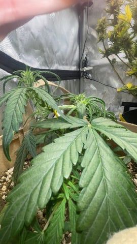 3x3 Grow — flower, day 37