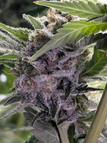 Golden Goat — flower, day 32