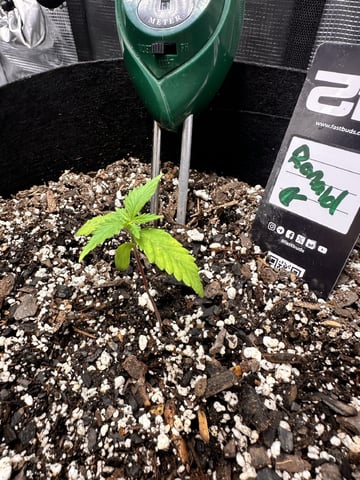 Gorilla Cookies — 1st Grow — vegetative, day 19