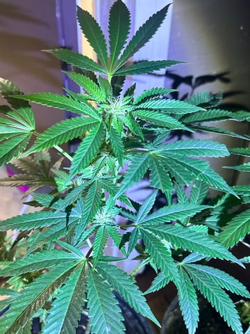 first indoor tent grow