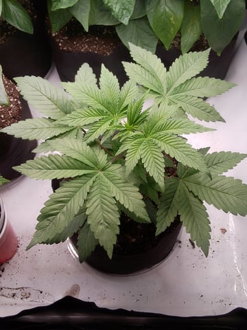 blue dream bag seed — vegetative, day 7