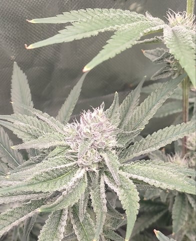 Mainely Genetics Micro Pheno Hunt — flower, day 73