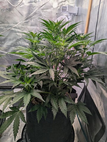 Trizzler  — flower, day 38