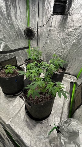 Clones GodFather OG Clones — vegetative, day 37