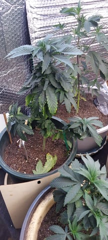 Reboot trial — vegetative, day 77