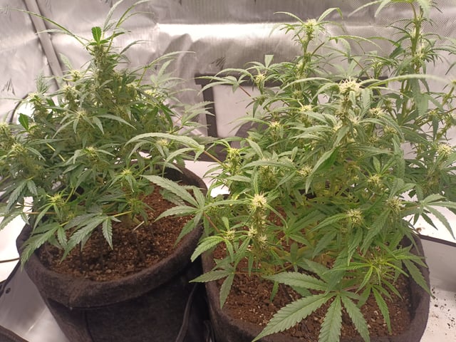 Flava Boyz 1st Grow — auto, day 49