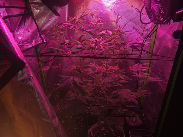 FIRST GROW — flower, day 45