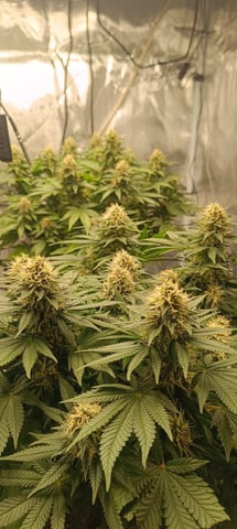 First Time Growing 