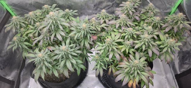 SBJ Clones — flower, day 108