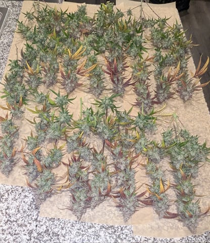 Mixed Grow — flower, day 104