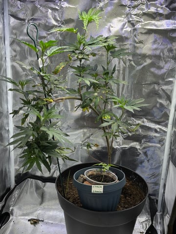 bonez #1 — vegetative, day 1