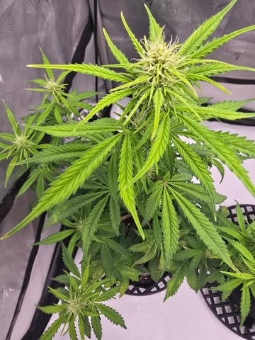 Dream beans burnt garlic