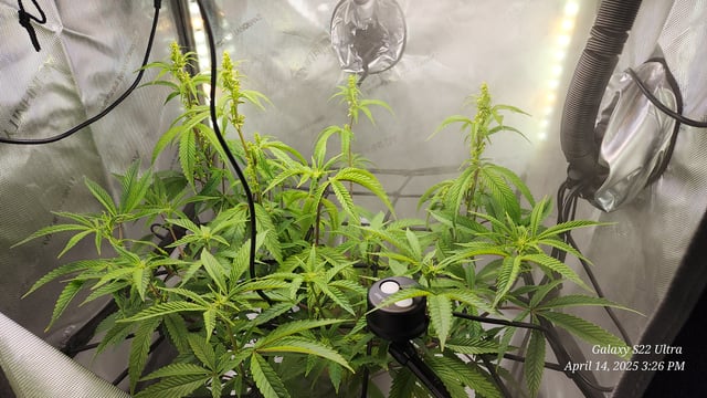 Pez Mints Breeding Session — flower, day 4