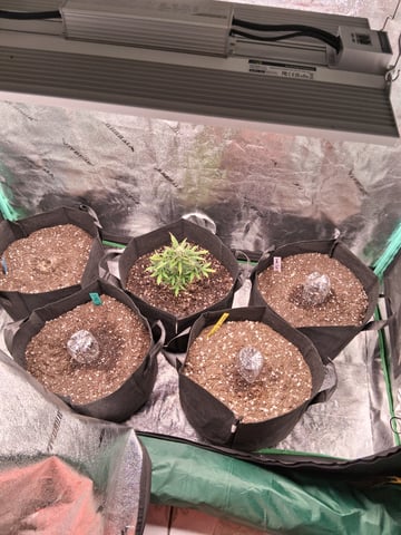Lemon Cherry Cookies, Purple Haze and Strawberry Gorilla Grows — germination, day 28