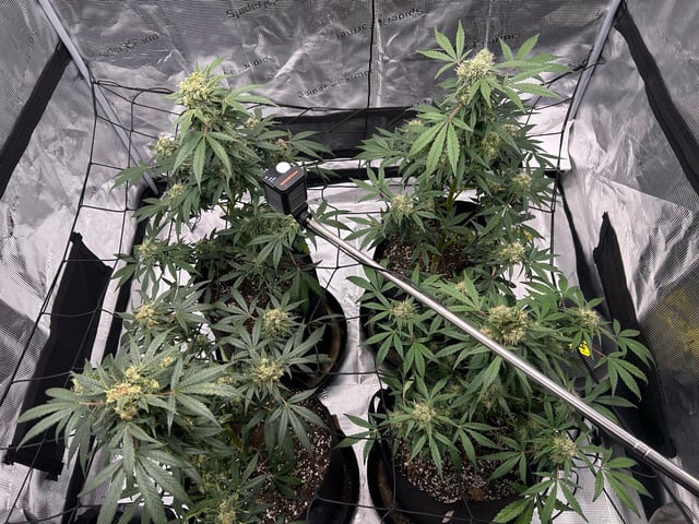 2026 harvest  — flower, day 32